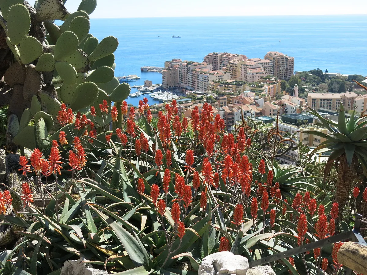 Cactus e aloe in fiore nel Giardino Esotico, con Fontvieille e il mare sullo sfondo
